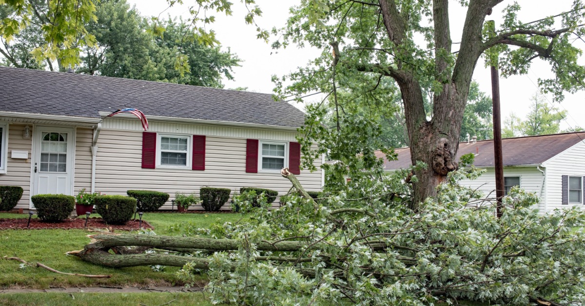Fallen tree branches, still covered in leaves, laying across the sidewalk in front of a house in a residential area.